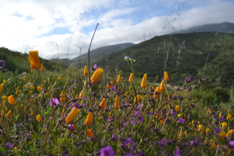 Open field of poppies and wishbone bush at San Diego National Wildlife Refuge,