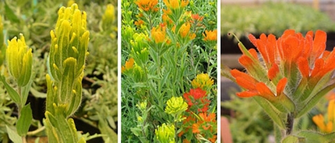 Triptych of golden paintbrush, a hybrid, and harsh paintbrush