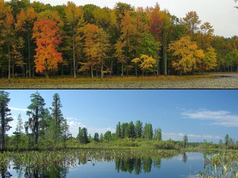 Two-photo collage: a forest in fall with trees' leaves all shades of brown, yellow and green, and wetland of deep blue water under a deep blue sky