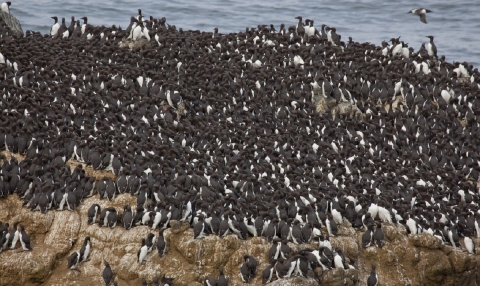 Crowded Common Murre Colony