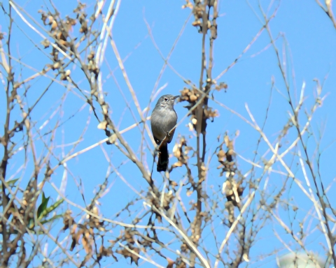 California gnatcatcher perched on thin branch on a tree that does not have many leaves. 