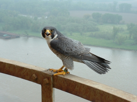 Peregrine standing on a rail with river in the background