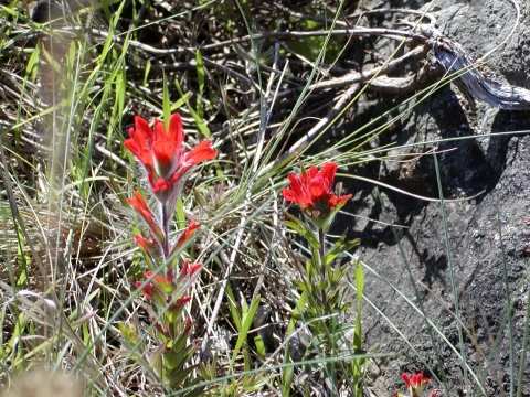 Castilleja Blooms with Red Flowers