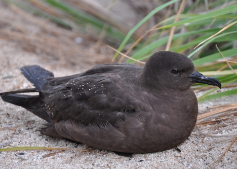 A Christmas shearwater sits on the sand. Green grass grows behind it.
