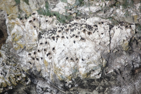 Seabirds Nesting on a Cliff Face