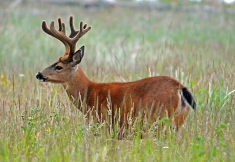 A Columbia black-tailed Deer in Velvet Standing in a Grassy Field