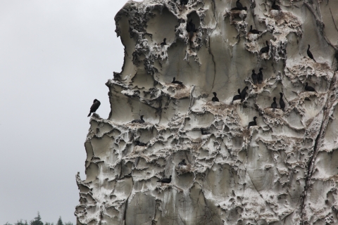 Cormorants Nesting Precariously on a Rugged Cliff Face