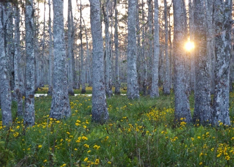 Bottomland forest with flowers and setting sun glinting on pool of water