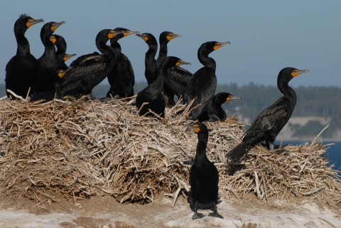 A Flock of Double-crested Cormorants on Protection Island