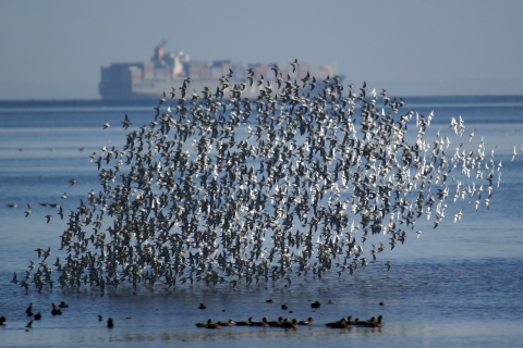 A Flock of Dunlins and Sanderlings with a Container Ship Passing in the Distance 