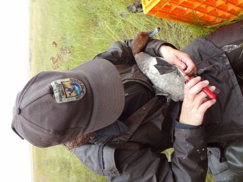 Fish and Wildlife Service employee banding a duck