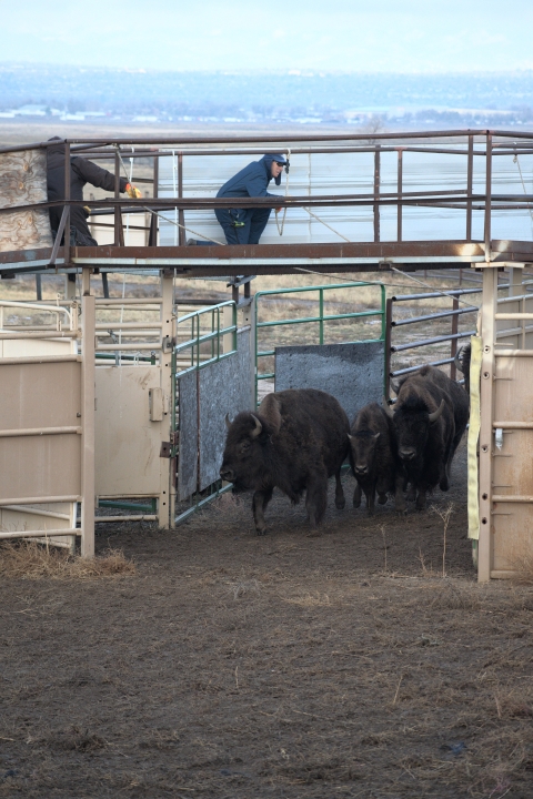 Three bison running through bison corral
