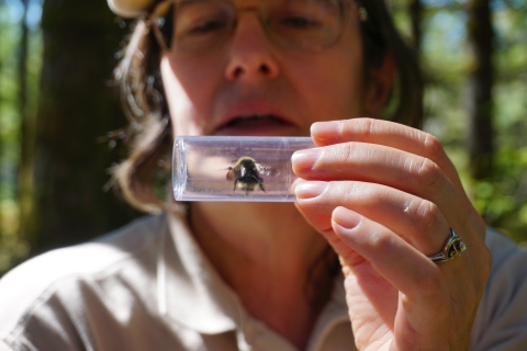 A woman looks at a bumblebee in a plastic tube