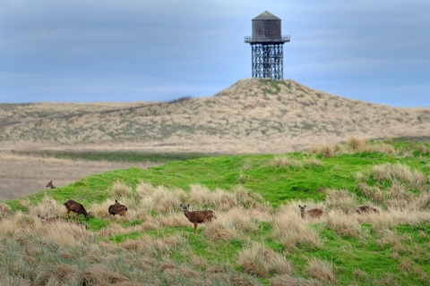 A Small Herd of Deer Traverse the Upper Plateau on Protection Island