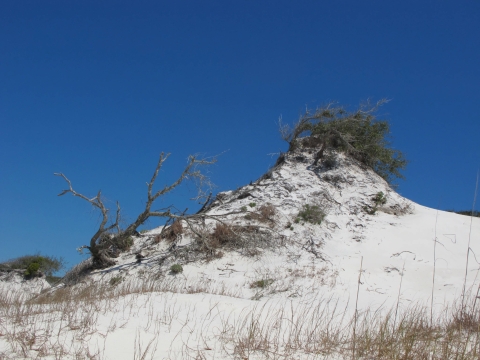 Lone sand dune with small, woody vegetation growing on it