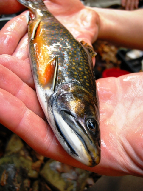 brook trout held in open hands