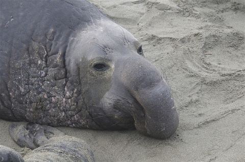 An Elephant Seal Rests on Protection Island