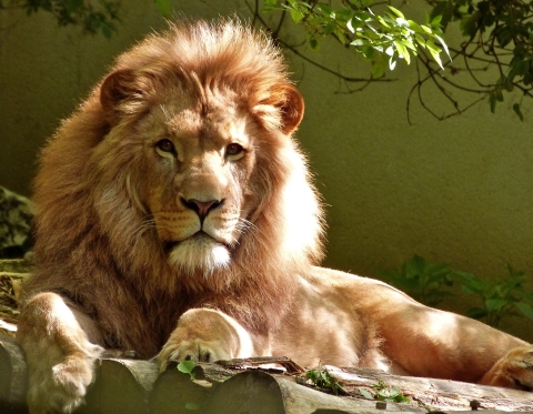 Close up Portrait of a Lion