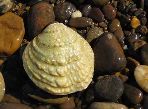 Mussel shells surrounded by smooth pebbles