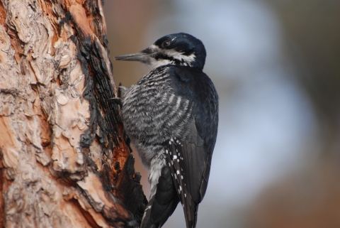 Female blackbacked woodpecker perched on the trunk of a tree with scorch marks