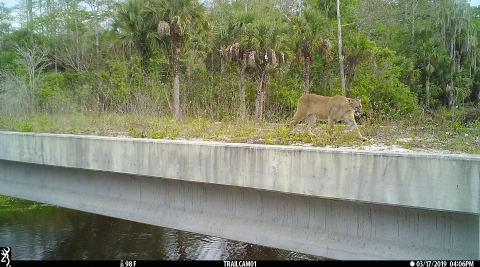 Florida panther crossing a bridge designed for wildlife
