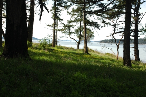 A Grassy Meadow on a Forested Island 