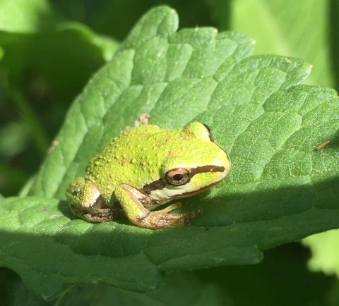Small, green frog with black strip on head sits on top of a green leaf