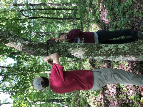 Two biologists install an acoustic detector on a tree