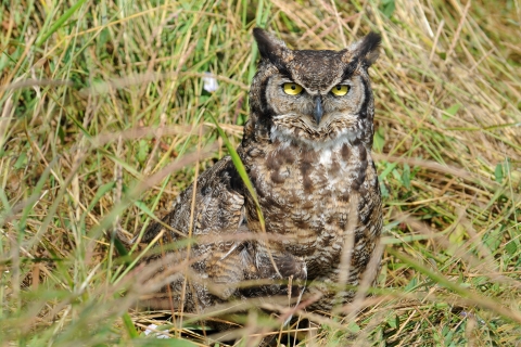 A Great Horned Owl Blends with the Surrounding Grass