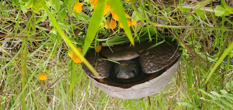 Gopher tortoise hiding under shell from the front-view with grass around it