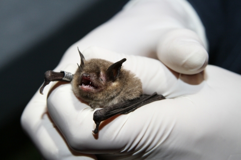 Bat held in a gloved hand