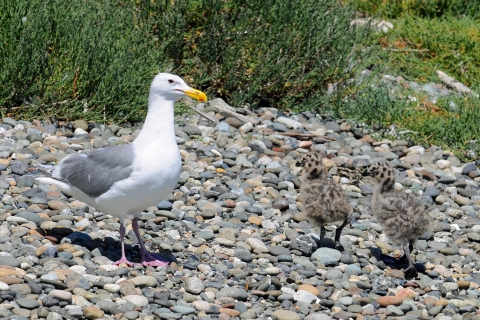 Gull Mom with Two Fuzzy Chicks on a Protection Island Beach 
