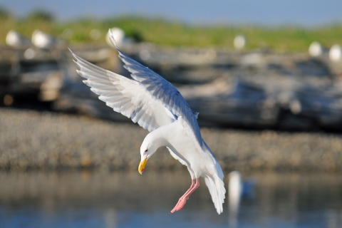A Gull Landing Gracefully on Protection Island