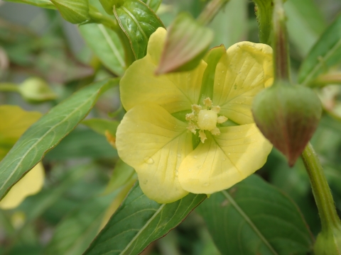 A small yellow flower. It has four neat, heart shaped petals. 