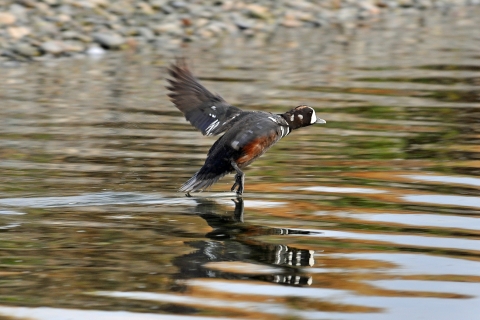 A Colorful Harlequin Duck Landing on a Calm Sea