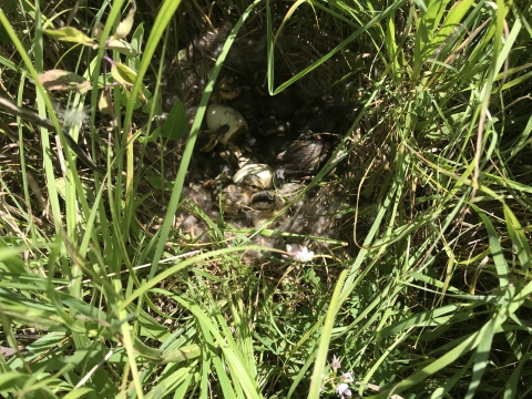 Hatching mallard nest
