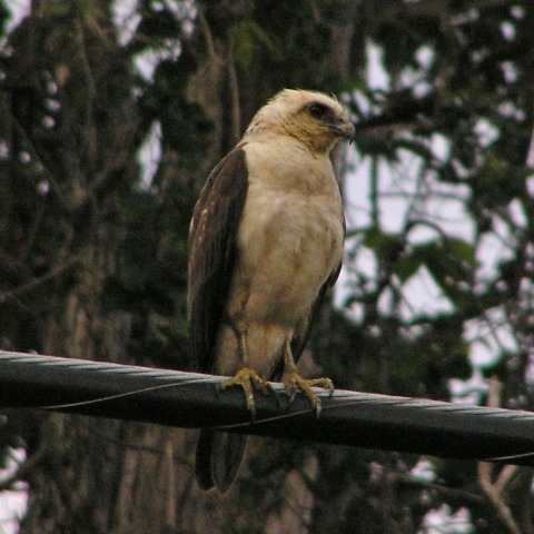 A Hawaiian Hawk sits on a black horizontal pole.