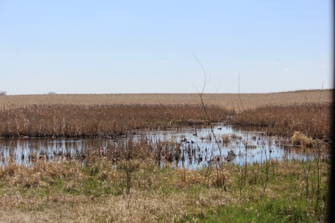 Prairie Wetland
