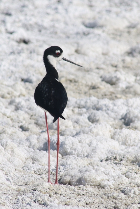 Black-necked Stilt on an alkali lakeshore