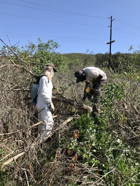 Refuge biologist wearing white body suit and Refuge Manager remove a tall tree tobacco