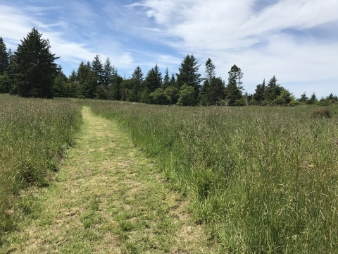Myrtlewood Grove Nature Trail