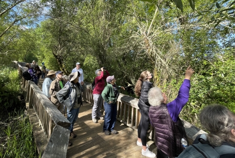 Group of people looking and pointing on a boardwalk through a forest