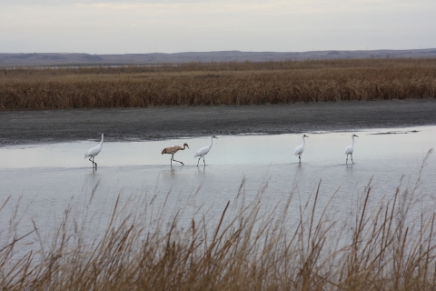 Whooping cranes on Long Lake NWR