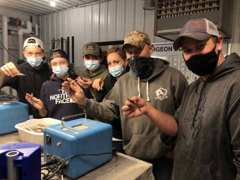 Six people with masks on standing next to tagging machines with about 6-7 inch lake sturgeon in their hands