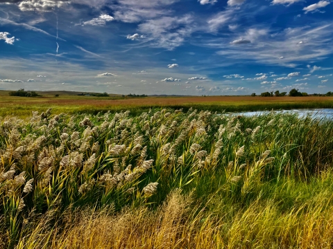 Tall green and gold wetland plants sway in a breeze alongside a body of water.