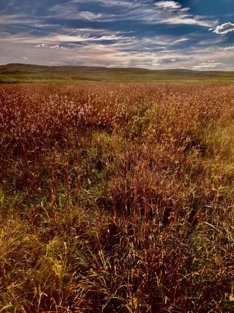 Uplands grasses landscape at Lacreek NWR