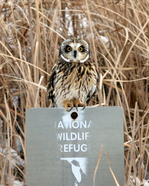 Owl on J. Clark Salyer NWR boundary sign