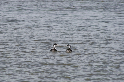 Western grebes with downy young