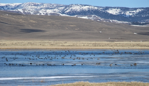 Numerous species of waterfowl congregate on an icy, but thawing lake.