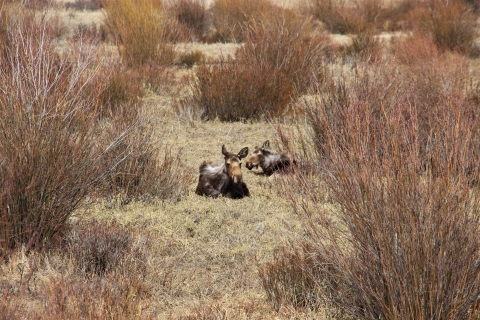 Twin moose calves sit still in the willow fen in early spring soaking up some sunshine